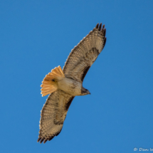 Red-tailed Hawk In Flight-01