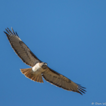 Red-tailed Hawk In Flight-02
