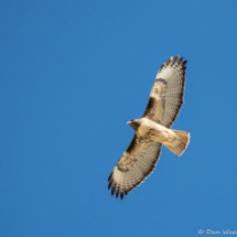 Red-tailed Hawk in Flight-01