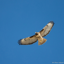 Red-tailed Hawk in Flight-02