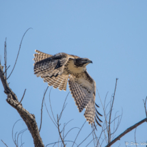 Red-tailed Hawk in Flight-03