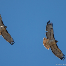 Red-tailed Hawks-03