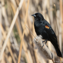Red-winged Blackbird-01