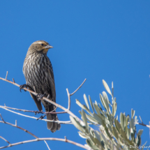 Red-winged Blackbird-Female-01