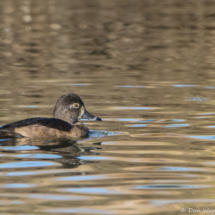 Ring-necked Duck-Female-02