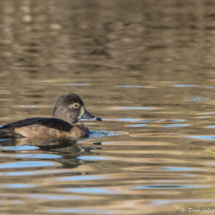 Ring-necked Duck-Female-02