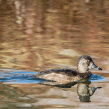 Ring-necked Duck-Female-04