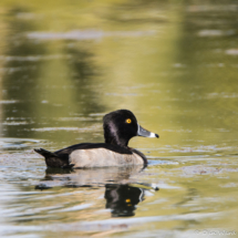 Ring-necked Duck-Male-01