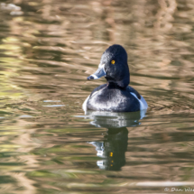 Ring-necked Duck-Male-04