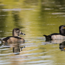 Ring-necked Ducks-Male & Female-01