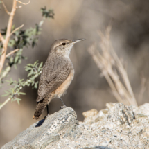 Rock Wren-02