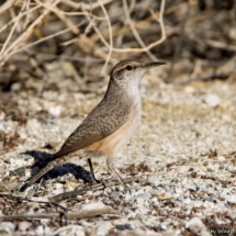 Rock Wren-04