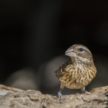 Rose-breasted Grosbeak-Female-02