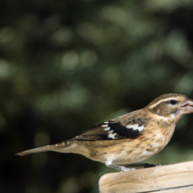 Rose-breasted Grosbeak-Immature Male-01