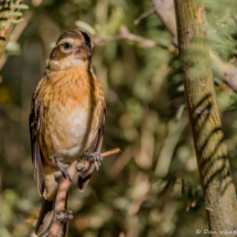 Rose-breasted Grosbeak-Immature Male-04