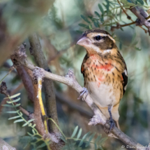 Rose-breasted Grosbeak-Immature Male-06