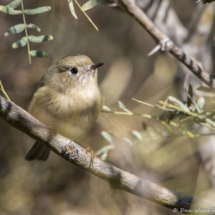 Ruby-crowned Kinglet-01