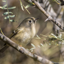 Ruby-crowned Kinglet-02