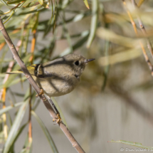 Ruby-crowned Kinglet-03