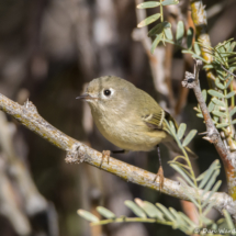 Ruby-crowned Kinglet-04