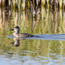 Ruddy Duck-02