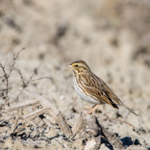 Savannah Sparrow-03