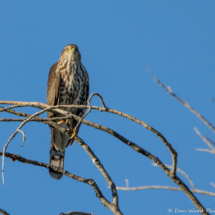 Sharp-shinned Hawk-01