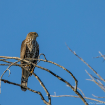 Sharp-shinned Hawk-02