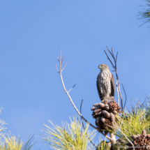 Sharp-shinned Hawk-05