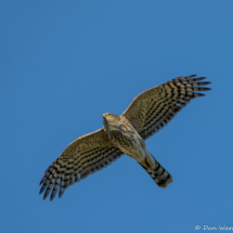 Sharp-shinned Hawk In Flight-01