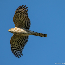 Sharp-shinned Hawk In Flight-02