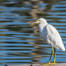 Snowy Egret-01