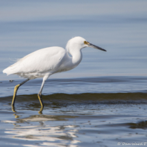Snowy Egret-01