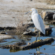 Snowy Egret-02