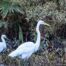 Snowy Egret-Great Egret-01