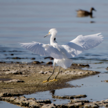 Snowy Egret Landing-01