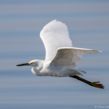 Snowy Egret in Flight-01