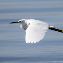 Snowy Egret in Flight-02