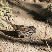 Song Sparrow-01