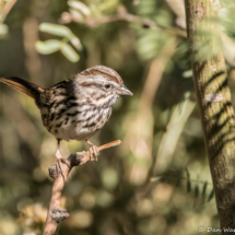 Song Sparrow-03