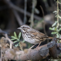 Song Sparrow-06