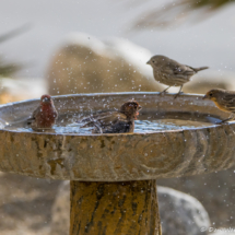 Splish Splash Finches Taking A Bath!-02