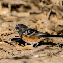 Spotted Towhee-01