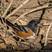 Spotted Towhee-02