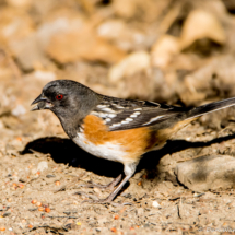 Spotted Towhee-03
