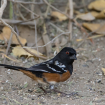 Spotted Towhee-07