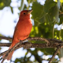 Summer Tanager-Male-01