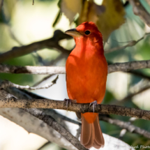 Summer Tanager-Male-04