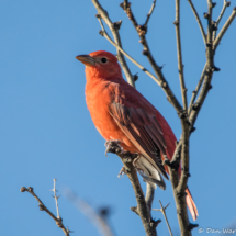 Summer Tanager-Male-05