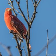 Summer Tanager-Male-06